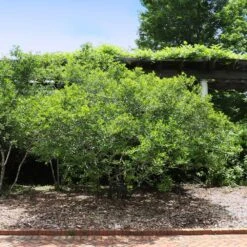 Apollo Winterberry Holly Shrub 5 Apollo Winterberry Holly Shrub -Fast Growing Trees Shop Apollo WInterberry 2