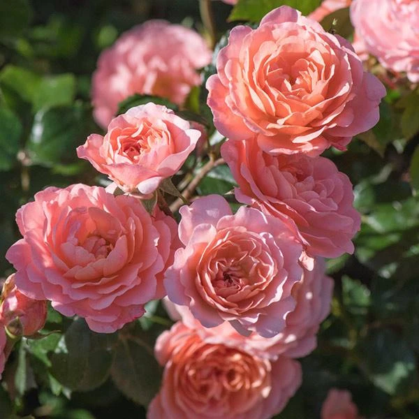 Apricot Drift® Rose 1 Apricot Drift® Rose