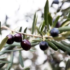 Arbequina Olive Tree - USDA Organic -Fast Growing Trees Shop Arbequina Olive 2 FGT 59db1ad0 ae94 44e8 a3fd ed29b67f0ba4