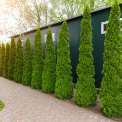 Degroot's Spire Thuja Arborvitae Tree -Fast Growing Trees Shop Arborvitae degroots Spire 6 FGT