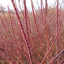 Arctic Fire® Red Twig Dogwood -Fast Growing Trees Shop Arctic Fire Twig Dogwood 3