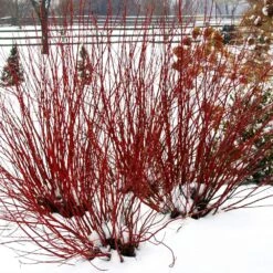 Arctic Fire® Red Twig Dogwood -Fast Growing Trees Shop Arctic Fire Twig Dogwood 5 FGT