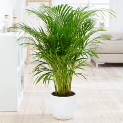 Boho House Plant Kit 11 Boho House Plant Kit -Fast Growing Trees Shop Areca Palm 4 FGT fcbe875e 49cd 4b51 b093 6501553ebaf3