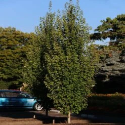 Armstrong Gold® Maple -Fast Growing Trees Shop Armstrong Gold 3