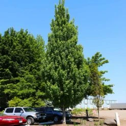 Armstrong Gold® Maple -Fast Growing Trees Shop Armstrong Gold 4