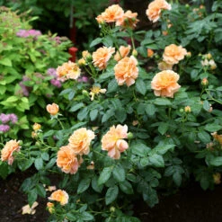 At Last® Rose -Fast Growing Trees Shop At Last Rose4