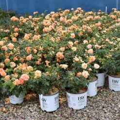 At Last® Rose -Fast Growing Trees Shop At Last Rose 1