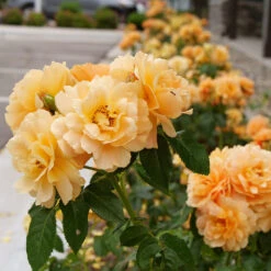 At Last® Rose -Fast Growing Trees Shop At Last Rose 2 FGT
