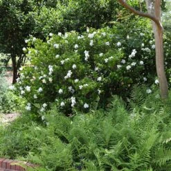 August Beauty Gardenia Shrub -Fast Growing Trees Shop August Beauty Gardenia 4 FGT