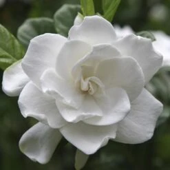 August Beauty Gardenia Shrub -Fast Growing Trees Shop August Beauty Gardenia FGT 600x600 bef31f7d 4b59 484e a528 14d16f570e49