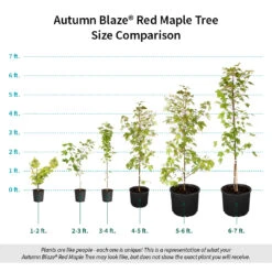 Autumn Blaze® Red Maple Tree 15 Autumn Blaze® Red Maple Tree -Fast Growing Trees Shop Autumn Blaze Red Maple Size Comparison ugc test