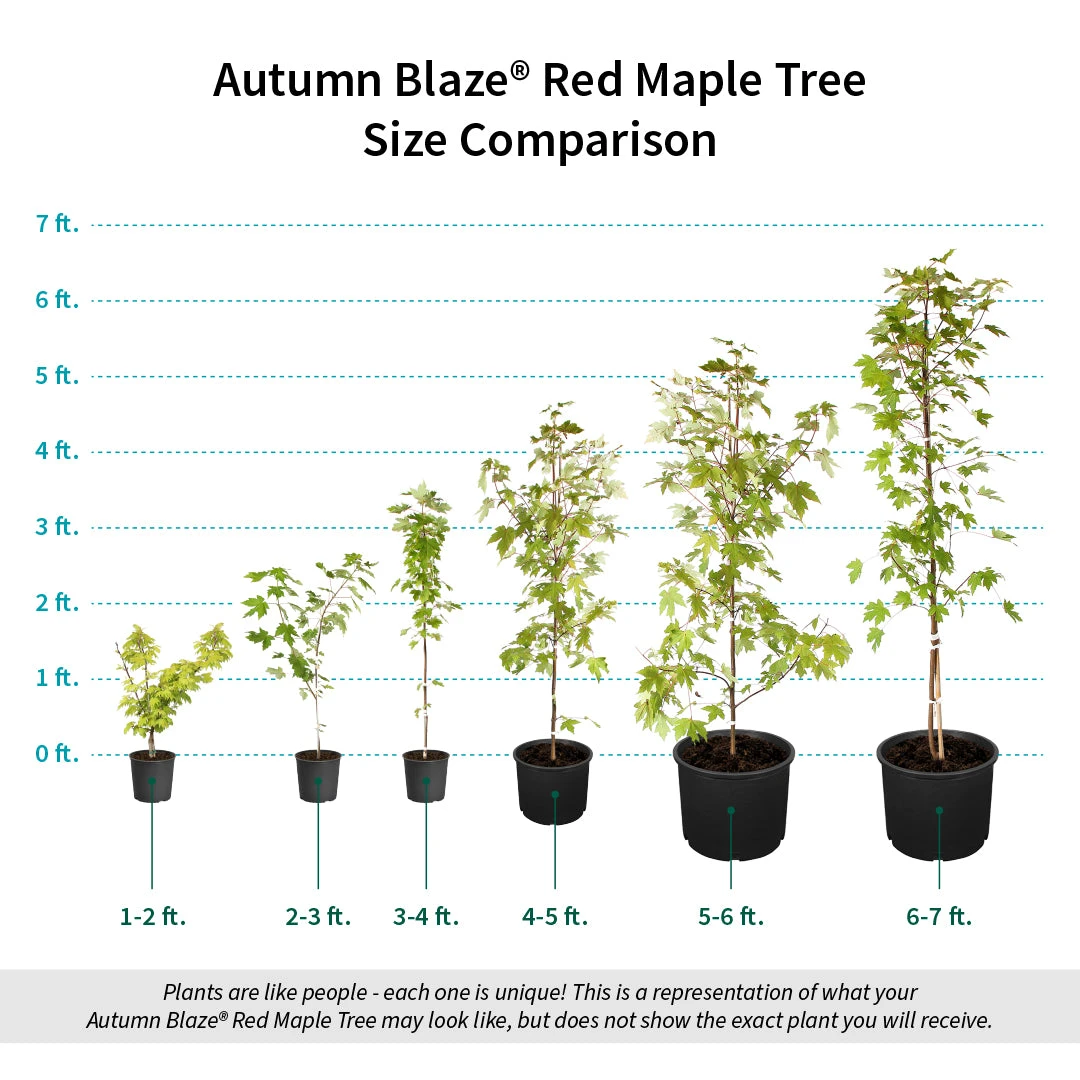 Autumn Blaze® Red Maple Tree 8 Autumn Blaze® Red Maple Tree - Image 8