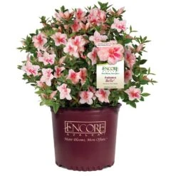 Autumn Belle® Encore® Azalea Shrub -Fast Growing Trees Shop Autumn Belle Encore Azalea 1