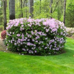 Autumn Belle® Encore® Azalea Shrub -Fast Growing Trees Shop Autumn Belle Encore Azalea FGT 5