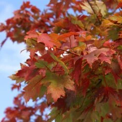 Autumn Blaze® Red Maple Tree 13 Autumn Blaze® Red Maple Tree -Fast Growing Trees Shop Autumn Blaze Maple 1 FGT 02e73945 a16c 4061 b9a0 6b4cb44f5bb6