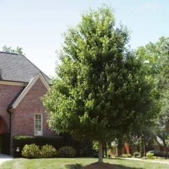 Autumn Blaze® Red Maple Tree 14 Autumn Blaze® Red Maple Tree -Fast Growing Trees Shop Autumn Blaze Maple 2 FGT