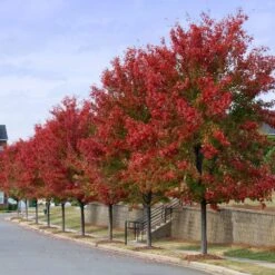 Autumn Blaze® Red Maple Tree 12 Autumn Blaze® Red Maple Tree -Fast Growing Trees Shop Autumn Blaze Maple 3 FGT