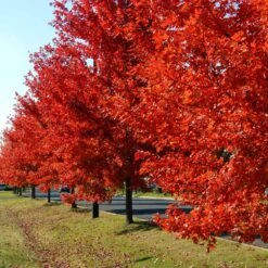 Autumn Blaze® Red Maple Tree 11 Autumn Blaze® Red Maple Tree -Fast Growing Trees Shop Autumn Blaze Maple FGT