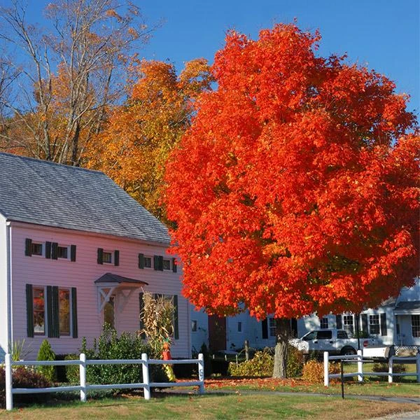 Autumn Blaze® Red Maple Tree 1 Autumn Blaze® Red Maple Tree