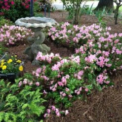 Autumn Debutante® Encore® Azalea -Fast Growing Trees Shop Autumn Debutante Encore 1
