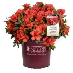 Autumn Embers® Encore® Azalea 10 Autumn Embers® Encore® Azalea -Fast Growing Trees Shop Autumn Embers Azalea 1