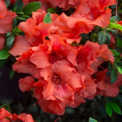 Autumn Embers® Encore® Azalea 9 Autumn Embers® Encore® Azalea -Fast Growing Trees Shop Autumn Embers Azalea 5