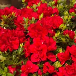 Autumn Bonfire® Encore® Azalea -Fast Growing Trees Shop Autumn Encore Bonfire Azaleas 1