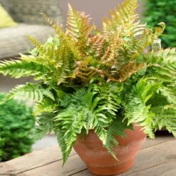 Sunset Hues House Plant Kit -Fast Growing Trees Shop Autumn Fern 1 4cb64db0 0944 4a6e a0be 5101c594c915