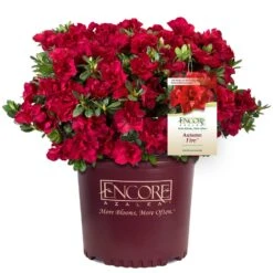 Autumn Fire® Encore® Azalea Shrub 10 Autumn Fire® Encore® Azalea Shrub -Fast Growing Trees Shop Autumn Fire Encore Azalea 1