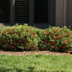 Autumn Fire® Encore® Azalea Shrub 9 Autumn Fire® Encore® Azalea Shrub -Fast Growing Trees Shop Autumn Fire Encore Azalea 6
