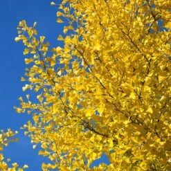 Autumn Gold Ginkgo Tree 9 Autumn Gold Ginkgo Tree -Fast Growing Trees Shop Autumn Gold Ginkgo Biloba 4 FGT