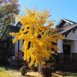 Autumn Gold Ginkgo Tree 8 Autumn Gold Ginkgo Tree -Fast Growing Trees Shop Autumn Gold Ginkgo Biloba 8