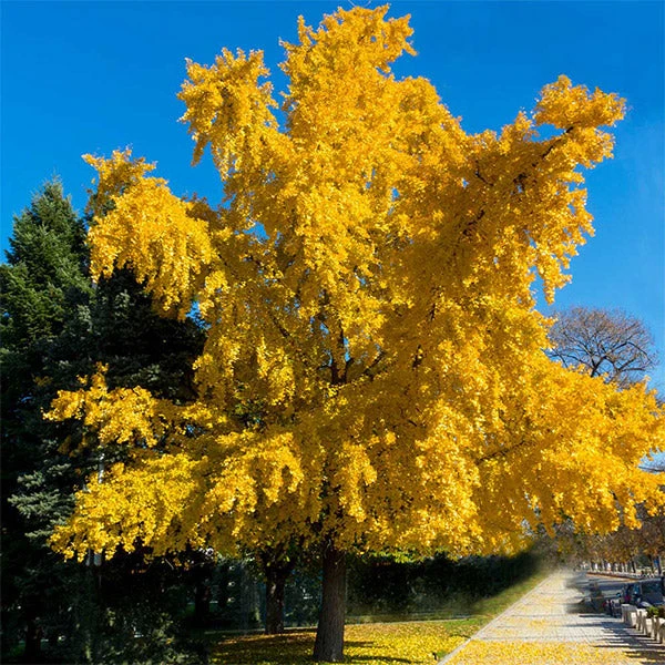 Autumn Gold Ginkgo Tree 1 Autumn Gold Ginkgo Tree