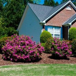 Autumn Royalty® Encore® Azalea -Fast Growing Trees Shop Autumn Royalty Encore Azalea 5