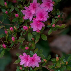 Karen Azalea Shrub -Fast Growing Trees Shop Azalea Karen 1