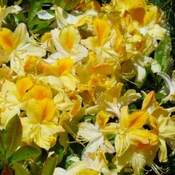 Lemon Lights Azalea Shrub -Fast Growing Trees Shop Azalea Lemon lights 1