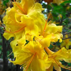 Lemon Lights Azalea Shrub -Fast Growing Trees Shop Azalea Lemon lights 2