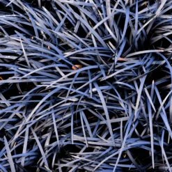 Black Mondo Grass 6 Black Mondo Grass -Fast Growing Trees Shop BLack Mondo Grass 1 FGT