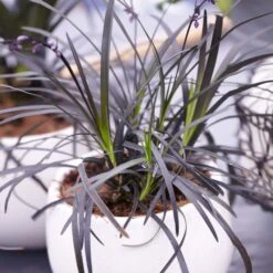 Black Mondo Grass 7 Black Mondo Grass -Fast Growing Trees Shop BLack Mondo Grass 4 FGT