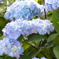 Blue Enchantress® Hydrangea -Fast Growing Trees Shop BLue Enchantress Hydrangea 1 BB