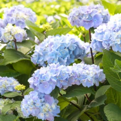 Blue Enchantress® Hydrangea -Fast Growing Trees Shop BLue Enchantress Hydrangea 2 FGT