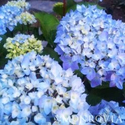 Blue Enchantress® Hydrangea -Fast Growing Trees Shop BLue Enchantress Hydrangea 4 FGT