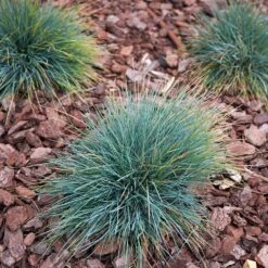Blue Fescue Grass -Fast Growing Trees Shop BLue Fescue Grass 3 FGT