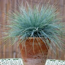 Blue Fescue Grass -Fast Growing Trees Shop BLue Fescue Grass 5
