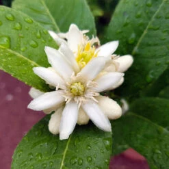 Buddha's Hand Citron -Fast Growing Trees Shop BUddhas Hand Citrus 4