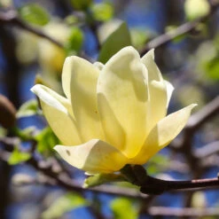 Magnolia 'Butterflies' Tree 7 Magnolia 'Butterflies' Tree -Fast Growing Trees Shop BUtterflies Magnolia 3 FGT