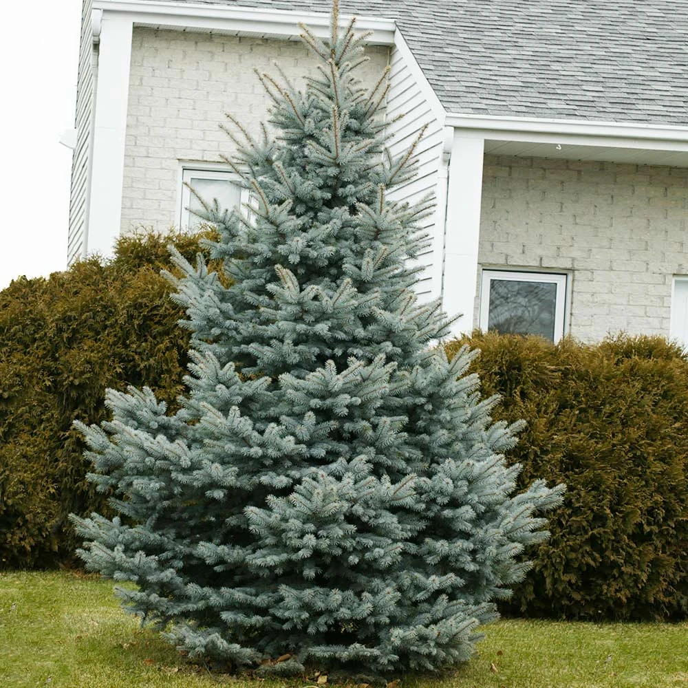 Baby Blue Spruce Tree 2 Baby Blue Spruce Tree - Image 2