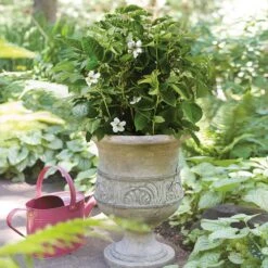 Bushel And Berry® Baby Cakes Blackberry® -Fast Growing Trees Shop Baby Cakes Blackberry 1