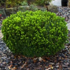 Baby Gem™ Boxwood Shrub 11 Baby Gem™ Boxwood Shrub -Fast Growing Trees Shop Baby Gem 1