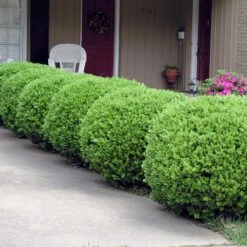 Baby Gem™ Boxwood Shrub 9 Baby Gem™ Boxwood Shrub -Fast Growing Trees Shop Baby Gem 2